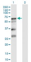 Anti-SERPINA10 Mouse Polyclonal Antibody