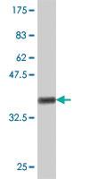 Anti-RPS7 Mouse Polyclonal Antibody