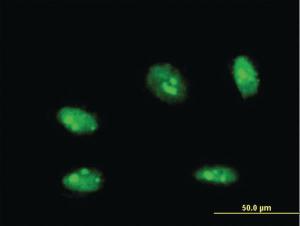 Anti-NANOG Mouse Monoclonal Antibody [clone: 3A12]