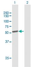 Anti-CYP2C8 Mouse Polyclonal Antibody