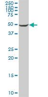 Anti-CYP2C8 Mouse Polyclonal Antibody