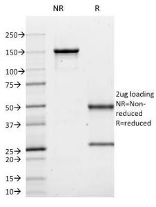 Antibody anti-CD10 MME1620 100 µg