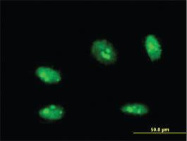 Anti-NANOG Mouse Monoclonal Antibody [clone: 3A12]