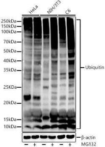 Western blot analysis of extracts of various cell lines, using Anti-Ubiquitin Antibody [ARC50024] (A307666) at 1:1,000 dilution