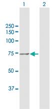 Anti-TUBGCP4 Rabbit Polyclonal Antibody