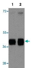 Anti-ATG9B Rabbit Polyclonal Antibody