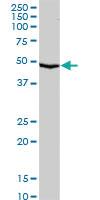 Anti-SERPINA10 Rabbit Polyclonal Antibody