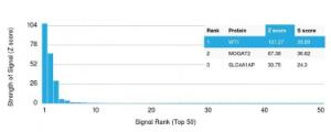 Analysis of protein array containing more than 19000 full-length human proteins using Anti-Wilms Tumor Protein Antibody [rWT1/857]