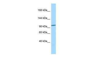 Anti-CCDC66 Rabbit Polyclonal Antibody