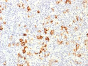 Anti-CD15 Rabbit Polyclonal Antibody