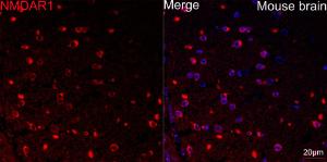 Confocal imaging of mouse brain using Anti-NMDAR1 Antibody [ARC0684] (A308794), at a dilution of 1:100, (red). DAPI was used for nuclear staining (Blue). Objective: 60x.