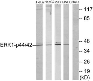 Anti-p44/42 MAP Kinase Rabbit Polyclonal Antibody