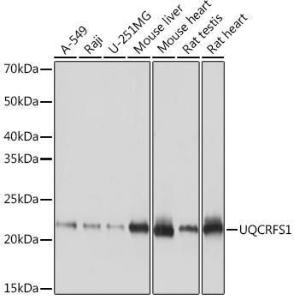 Western blot analysis of extracts of various cell lines, using Anti-UQCRFS1/RISP Antibody [ARC1612] (A305931) at 1:1,000 dilution