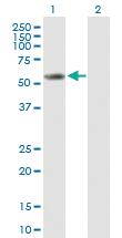 Anti-CYP2E1 Mouse Polyclonal Antibody