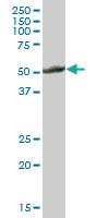 Anti-CYP2E1 Mouse Polyclonal Antibody