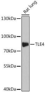 Anti-TLE4 Rabbit Polyclonal Antibody