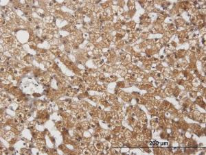 Anti-CYP2E1 Mouse Polyclonal Antibody