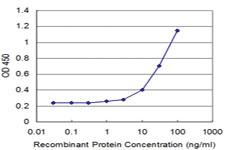 Anti-TCEA1 Mouse Monoclonal Antibody [clone: 1B7]