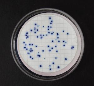 Easy Dry chromatic coliform ISO