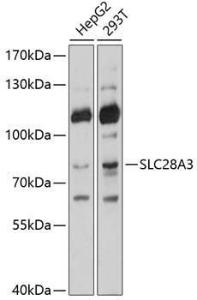 Western blot analysis of extracts of various cell lines, using Anti-hCNT3 Antibody (A11285) at 1:1,000 dilution