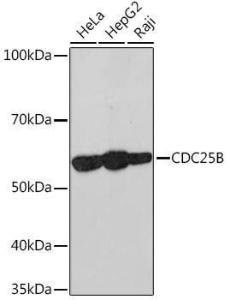 Western blot analysis of extracts of various cell lines, using Anti-Cdc25B Antibody [ARC1736] (A308797) at 1:1,000 dilution. The secondary antibody was Goat Anti-Rabbit IgG H&L Antibody (HRP) at 1:10,000 dilution.