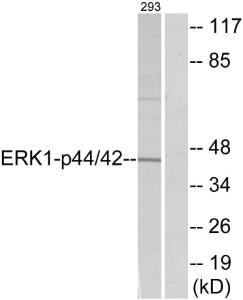 Western blot analysis of lysates from 293 cells, treated with EGF 200 ng/ml 30' using Anti-p44/42 MAP Kinase Antibody. The right hand lane represents a negative control, where the antibody is blocked by the immunising peptide