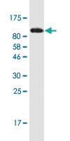 Anti-ACTN4 Mouse Monoclonal Antibody [clone: 8G4]