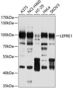 Western blot analysis of extracts of various cell lines, using Anti-LEPRE1/P3H1 Antibody (A11286) at 1:1,000 dilution