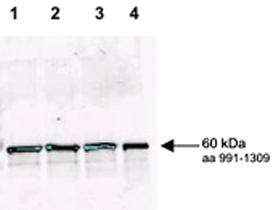 Anti-RAD9 Rabbit Polyclonal Antibody