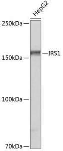 Western blot analysis of extracts of HepG2 cells, using Anti-IRS1 Antibody [ARC0486] (A308798) at 1:500 dilution