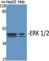 Western blot analysis of various cells using Anti-p44/42 MAP Kinase Antibody