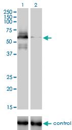 Anti-RAD18 Mouse Monoclonal Antibody [clone: 3H7]