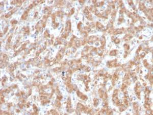 Immunohistochemical analysis of formalin-fixed, paraffin-embedded human liver using Anti-C1QA Antibody [C1QA/2952]