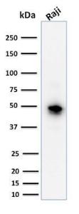 Western blot analysis of human Raji cell lysate using Anti-CD79a Antibody [JCB117]