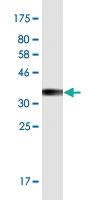 Anti-NFAM1 Mouse Monoclonal Antibody [clone: 2E9]