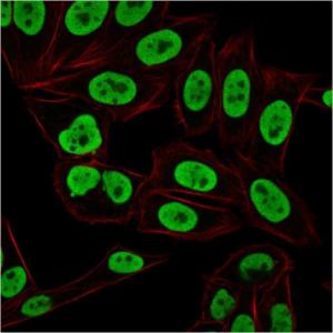 Immunofluorescent analysis of paraformaldehyde fixed HeLa cells stained with Anti-Ku70 Antibody [KU729] followed by Goat Anti-Mouse IgG (CF&#174; 488) (Green) Counterstain is Phalloidin (Red)