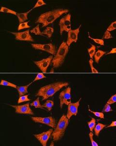 Immunofluorescence analysis of NIH-3T3 cells using Anti-UQCRFS1/RISP Antibody [ARC1612] (A305931) at a dilution of 1:100 (40X lens). DAPI was used to stain the cell nuclei (blue)