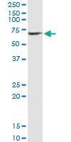 Anti-SERPINA10 Mouse Monoclonal Antibody [clone: 1E11]