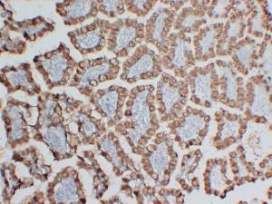 Immunohistochemical analysis of paraffin-embedded human Intestine using Anti-MUC2 Antibody