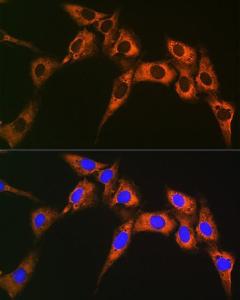 Immunofluorescence analysis of U-2 OS cells using Anti-UQCRFS1/RISP Antibody [ARC1612] (A305931) at a dilution of 1:100 (40X lens). DAPI was used to stain the cell nuclei (blue)