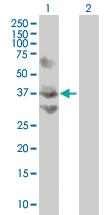 Anti-NOL4 Mouse Polyclonal Antibody