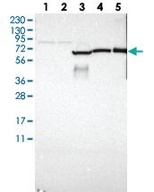 Anti-GAB3 Rabbit Polyclonal Antibody