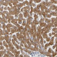 Anti-GAB3 Rabbit Polyclonal Antibody