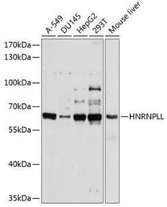 Anti-HNRNPLL Antibody (A11296)