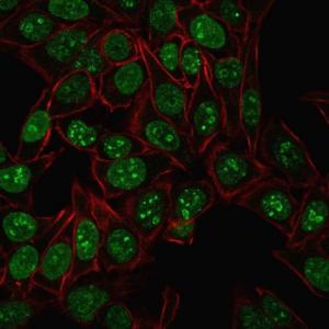 Immunofluorescent analysis of PFA-fixed HeLa cells stained with Anti-Ki67 Antibody [MKI67/2461] (CF&#174; 488) (Green). WGA (Red) is used to label the membrane