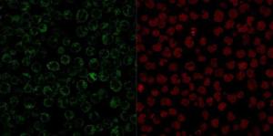 Immunofluorescent analysis of paraformaldehyde fixed Raji cells stained with Anti-CD79a Antibody [JCB117] followed by Goat Anti-Mouse IgG (CF&#174; 488) (Green). The nuclear counterstain is RedDot (Red)