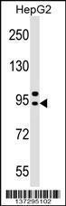 Anti-AP4B1 Rabbit Polyclonal Antibody (FITC (Fluorescein Isothiocyanate))