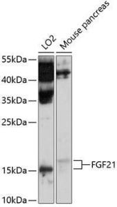 Antibody anti-FGF21 100 µl