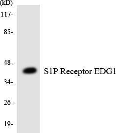 Western blot analysis of the lysates from HUVEC cells using Anti-S1P Receptor EDG1 Antibody