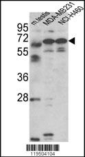 Anti-FAM213A Rabbit Polyclonal Antibody